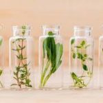 Les bienfaits des huiles essentielles sur les émotions