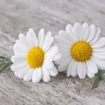Fabriquer un macérât huileux de pâquerettes ?